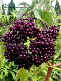 Польшаның орталығында сақталған көп ұрпақты көшетхана дәстүрі мен тәжірибе