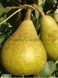Люблин өңірінде құрылған көшетхана плантацияларының кең ауқымды учаскелері