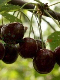 Қазақстанның әрбір бұрышына жеткізілетін өсімдіктердің қауіпсіз пошталық сату қызметтері