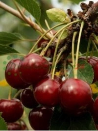 Отандық және шетелдік клиенттердің жоғары қанағаттануы мен сенімі