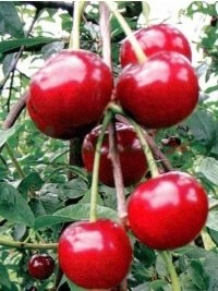 Алмұрттың премиум сорттары және құнды жаңғақ ағаштарын арнайы өсіру