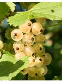 Көшетхана өндірісінің әрбір фазасында қолданылатын қатаң сапа бақылау процедуралары