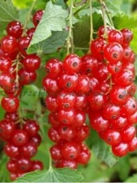 Сарапшы командасының техникалық кеңес беруі және сәйкес сортты таңдауда қолдау