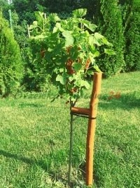 Жемісті өсіруді жоспарлап жатқан адамдар үшін ұйымдастырылған сарапшы оқыту және шеберлік сабақ бағдарламалары