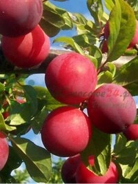 Өсірудің заманауи технологияларына және заманауи ауылшаруашылық инфрақұрылым жүйелеріне инвестициялар