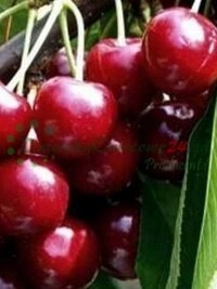 Люблин өңірінің құнарлы топырақтарындағы көшетхана материалын өндіру учаскелері