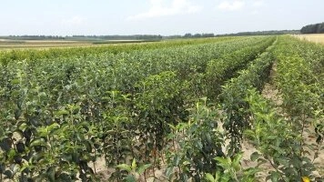Сапалы жемісті көшеттерді өндіру үшін кәсіби көшетхана учаскелері