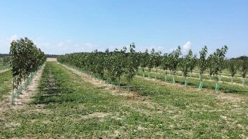 Өсімдіктерді өсірудің органикалық әдістері бар заманауи көшетхана ғимараттары