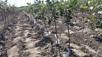 Жоғары сапалы жемісті көшеттер өндіріс процестері және бақылау жүйелері
