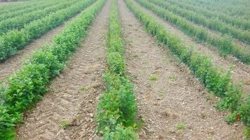 Экологиялық көшетхана қолданулары және орнықты ауыл шаруашылығы технологиялары
