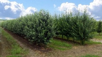 Дамыған жылыжай жүйелері жемісті бұталарды өндіру және күтім қолданулары