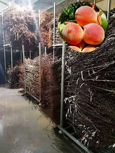 Жиынтықтар